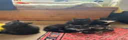 Mixed Breed cats for sale: Four kittens looking for good homes! in Edinburgh - Advert 1