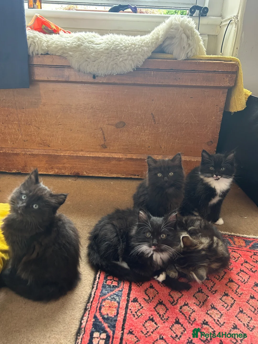 Mixed Breed cats for sale: Four kittens looking for good homes! in Edinburgh - Advert 1