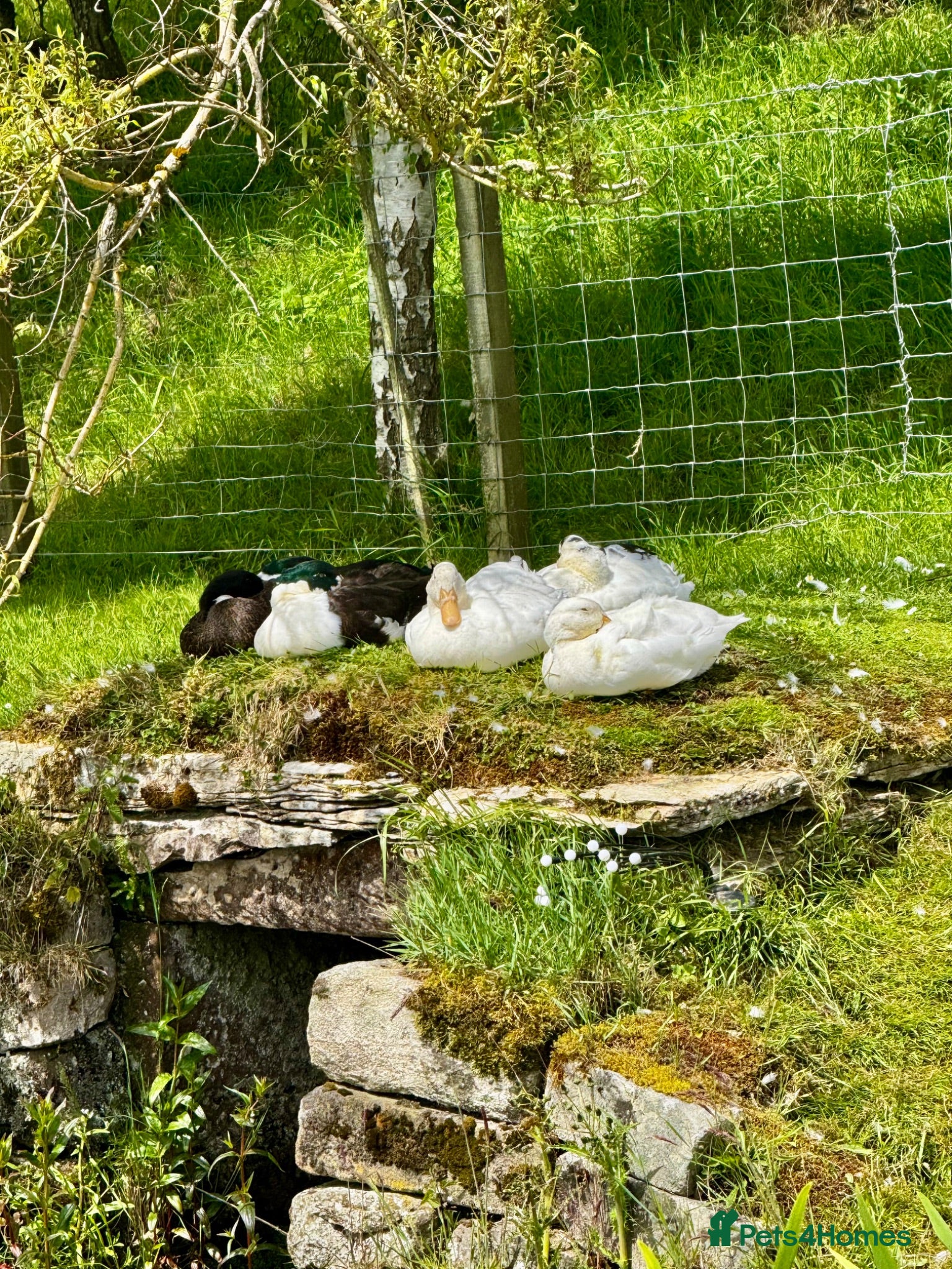Ducks poultry Ducks  - Advert 1