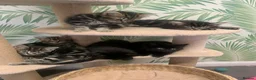 Mixed Breed cats for sale: 5 beautiful boy kittens  - Advert 21