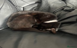 Domestic Shorthair cats for sale: My little baby needs a new home - Image 4