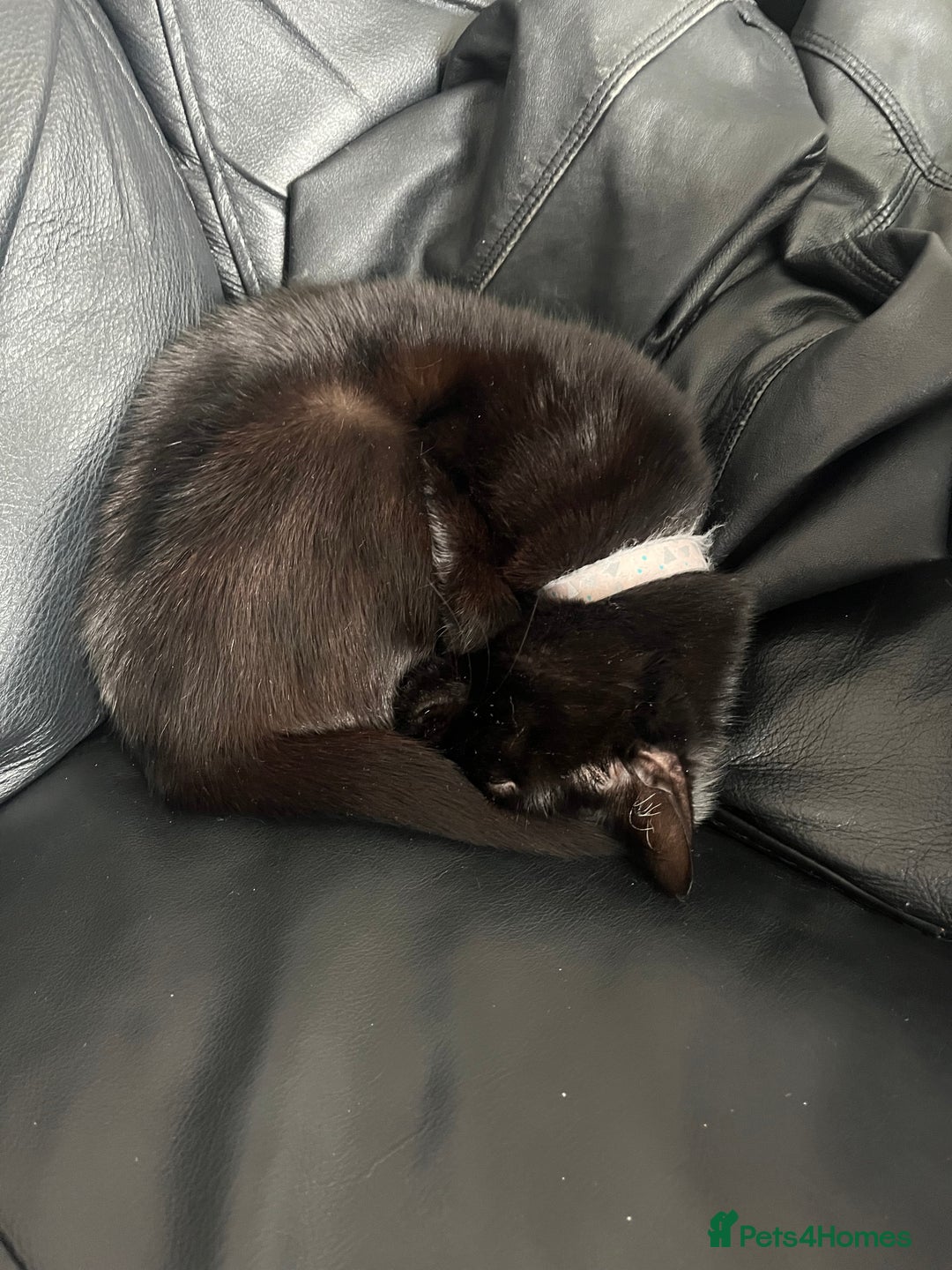 Domestic Shorthair cats for sale: My little baby needs a new home - Image 4