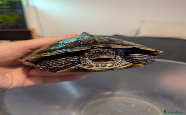 Turtle reptiles - Advert 10