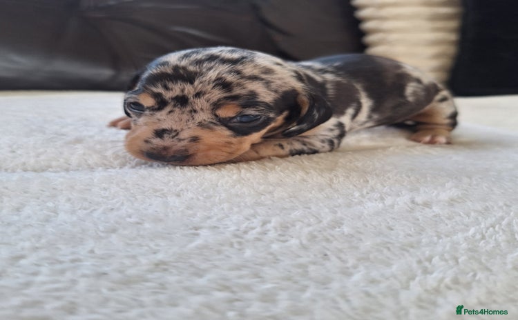 Miniature Dachshund dogs - Advert 10