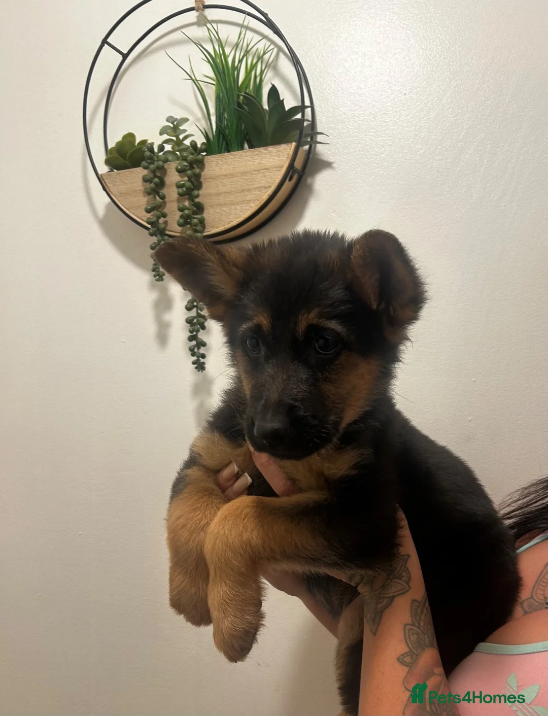 German Shepherd dogs for sale: German shepherd puppies! (Ready to leave)  - Advert 1