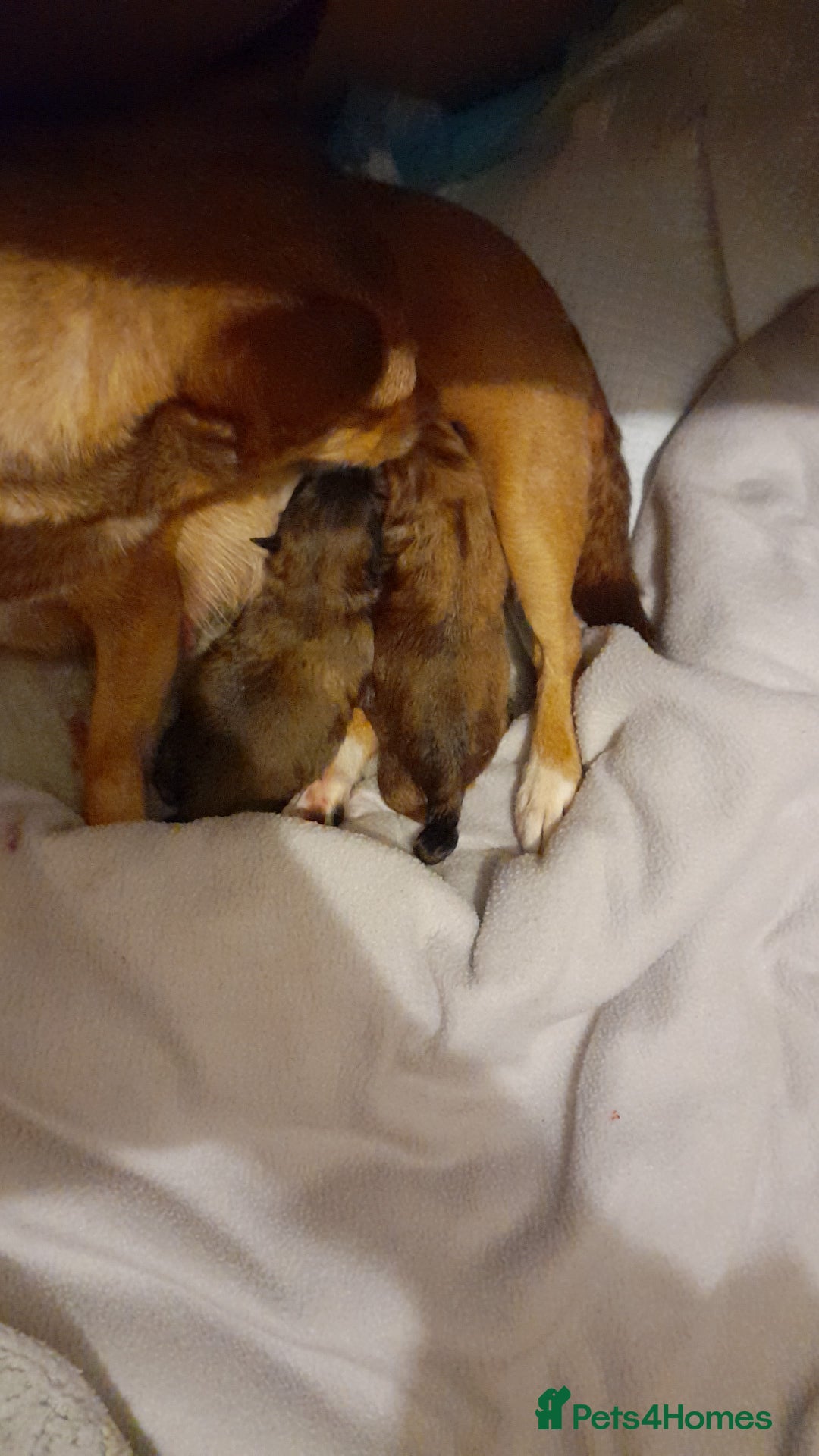 Pomchi dogs for sale: Boy pomchis  - Advert 5