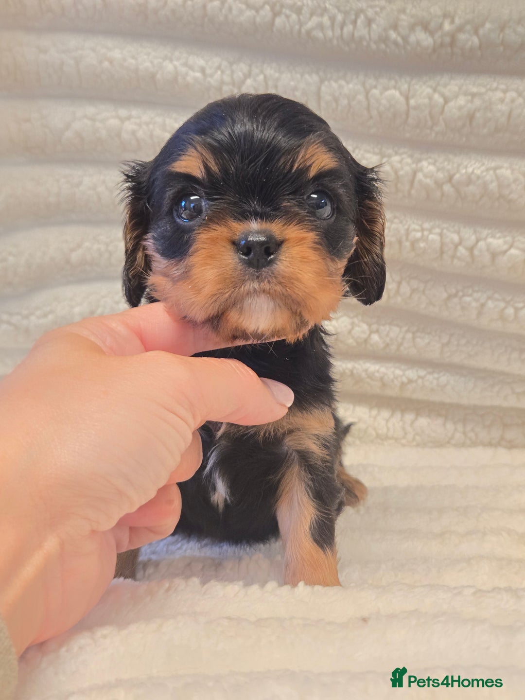 Cavalier King Charles Spaniel dogs for sale: KC Reg fully health tested parents cavvie pups  - Advert 3