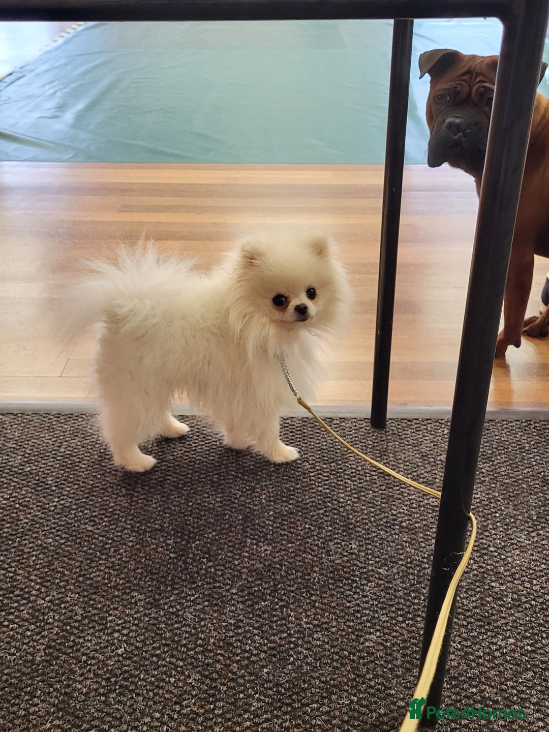 Pomeranian dogs for stud: Tiny1.4kg KC white Top Quality Pomeranian Stud in Coventry - Advert 10