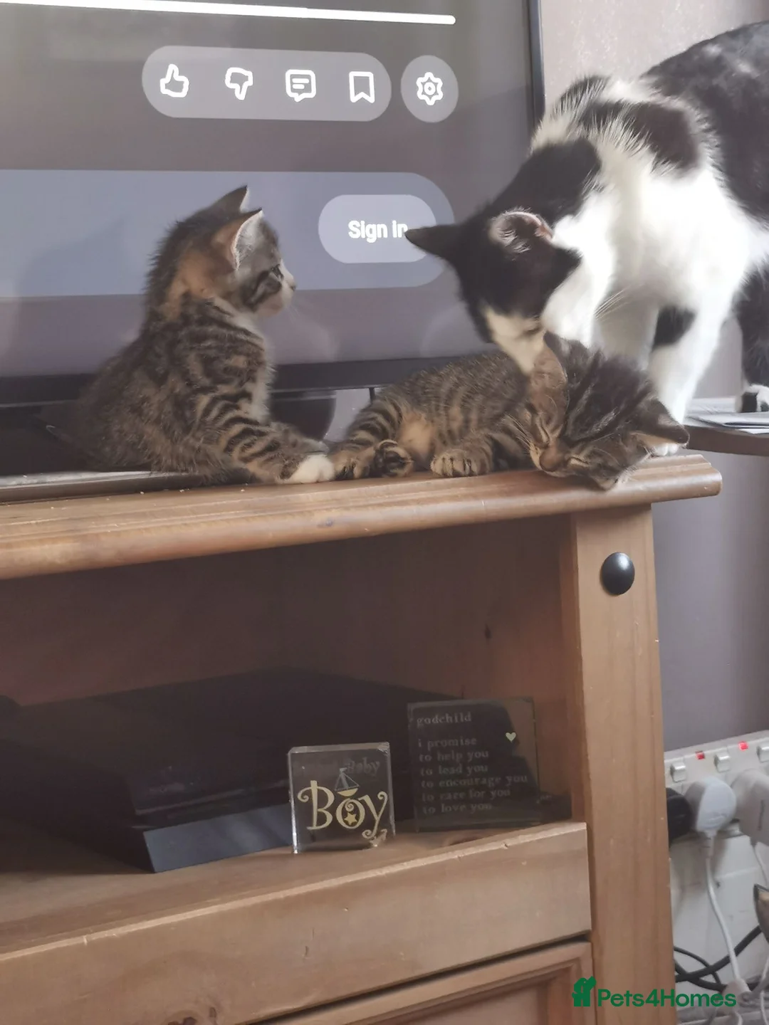 Mixed Breed cats for sale: Tabby  in Plymouth - Advert 7