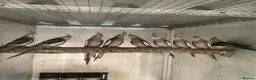 Cockatiels birds for sale:  2026 Young cockatiels, Plus breeding pair - Advert 5