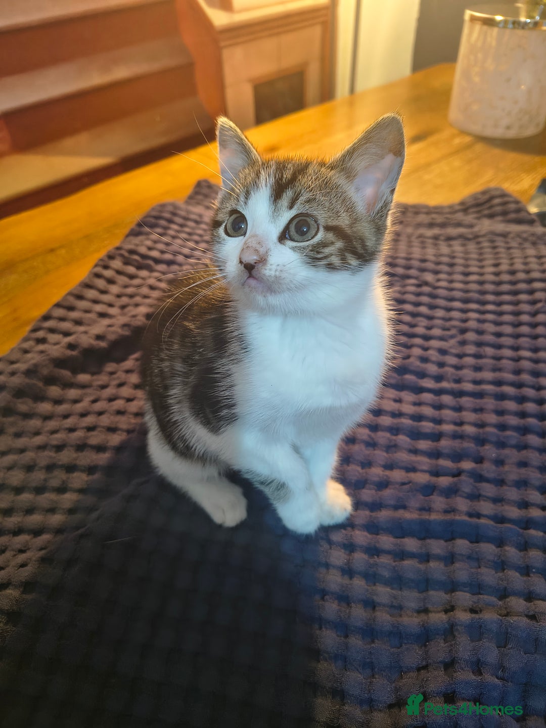 British Shorthair cats for sale: 3 Lovely Kittens Looking for their forever homes  - Image 4