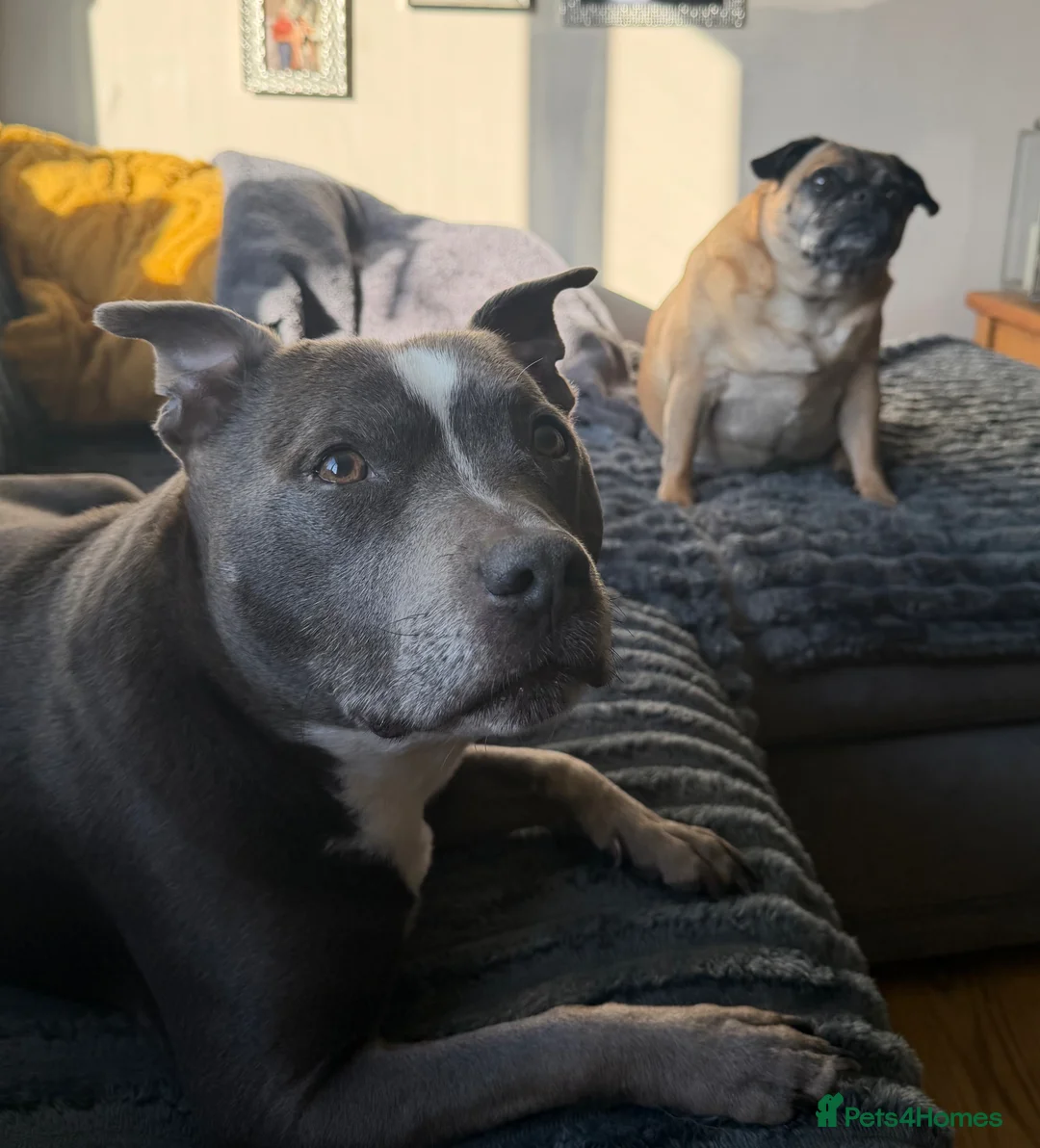 Staffordshire Bull Terrier dogs for sale: Harley (Staffy) Beau (Jug) in Wolverhampton - Advert 1