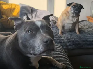 Staffordshire Bull Terrier dogs Harley (Staffy) Beau (Jug) - Advert 1