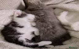 Ragdoll cats for sale: Ready Now Ragdoll x British Shorthair kittens  - Image 12