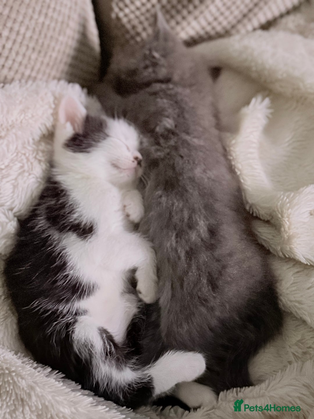 Ragdoll cats for sale: Ready Now Ragdoll x British Shorthair kittens  - Image 12