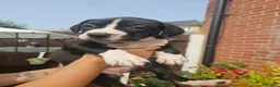 Mixed Breed dogs for sale: Cane corso x American bully puppies - Advert 3