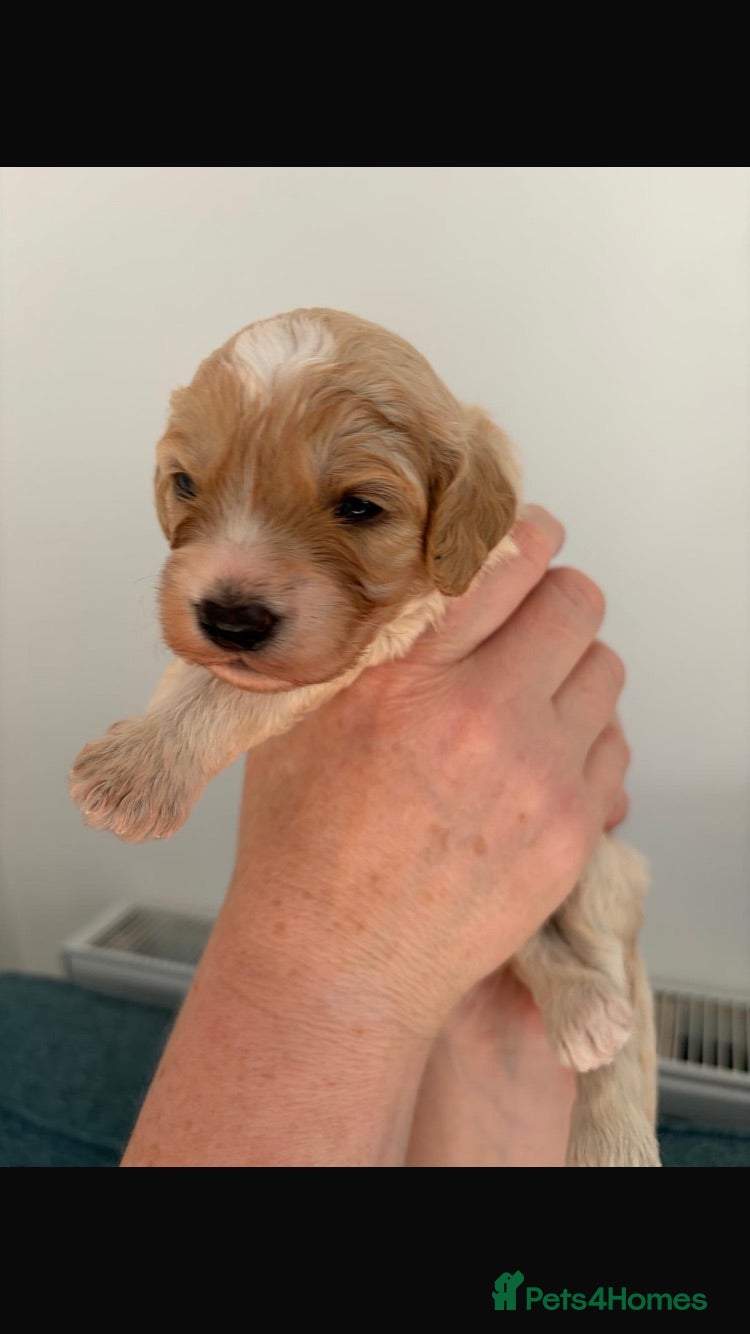 Cockapoo dogs Beautiful litter of F2b Cockapoos!🦌🐶 - Advert 9