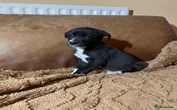 Lurcher dogs for sale: 4 stunning Lurcher colie pups - Advert 10
