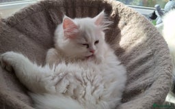 Mixed Breed cats for sale: Two Adorable Pure White Persian x Ragdoll Kittens - Image 12