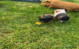 Guinea Pig rodents for sale: Sweet baby male guinea pigs!  - Image 3