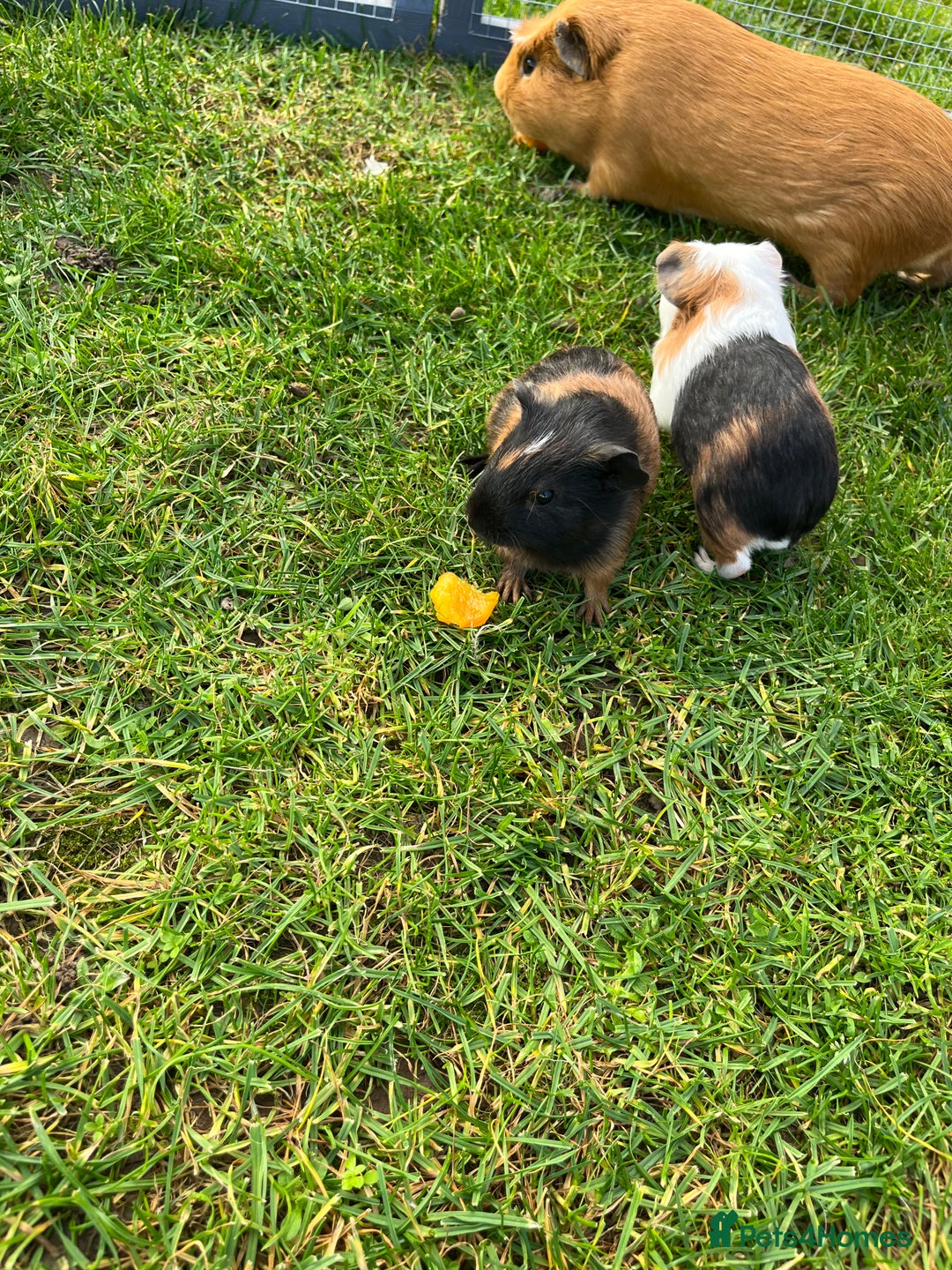 Guinea Pig rodents for sale: Sweet baby male guinea pigs!  - Image 3