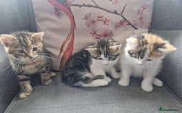 Mixed Breed cats for sale: 3 beautiful semi long haired kittens 8 weeks - Image 1