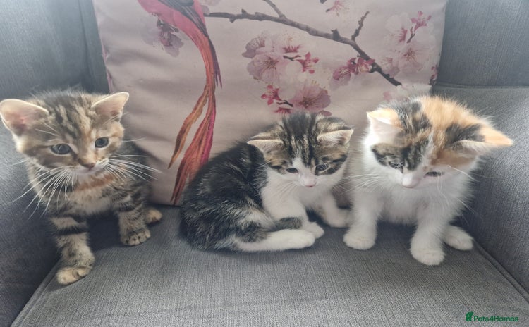 Mixed Breed cats - Advert 2