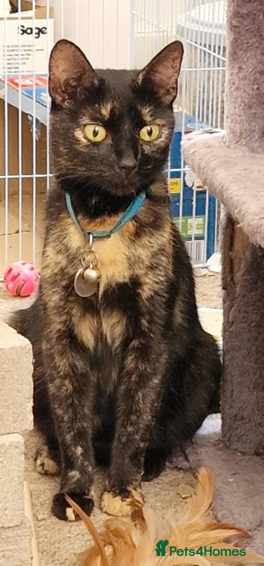 Mixed Breed cats for sale: Beautiful Kittens Looking for a Forever Home - Advert 2