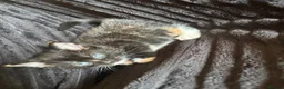 Mixed Breed cats for sale: Beautiful Tortoiseshell & ginger kittens  - Advert 16