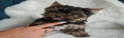 Yorkshire Terrier dogs for sale: READT TO GO❗️Little Yorkshire Terrier Puppies! - Advert 10