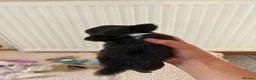 Chihuahua dogs for sale: Beautiful Chihuahua Boys 🐾 - Advert 23