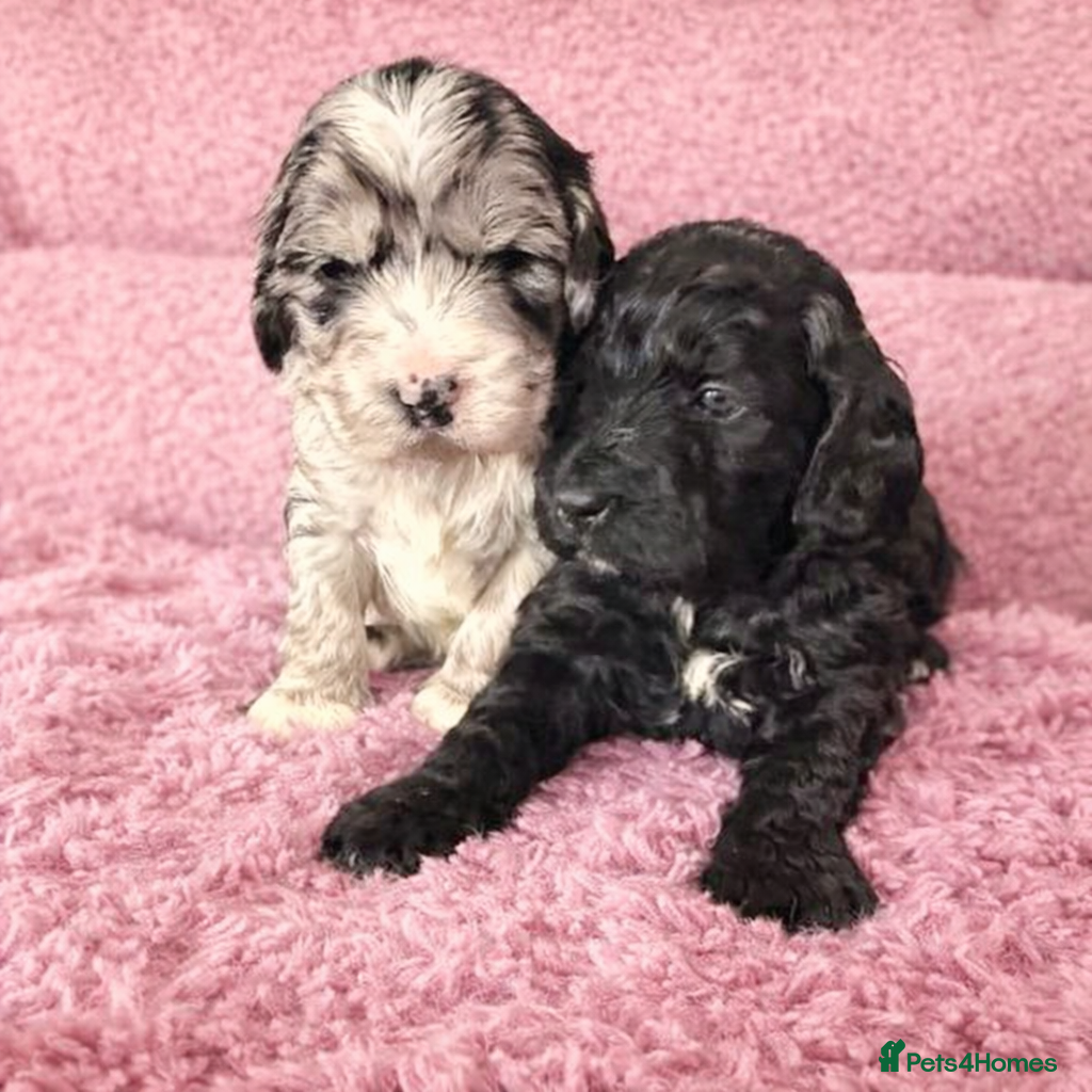 Australian Labradoodle dogs AUSTRALIAN LABRADOODLE  - Advert 6