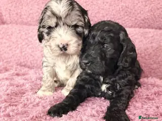 Australian Labradoodle dogs AUSTRALIAN LABRADOODLE - Advert 6