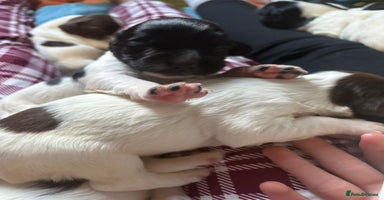 English Springer Spaniel dogs - Advert 6