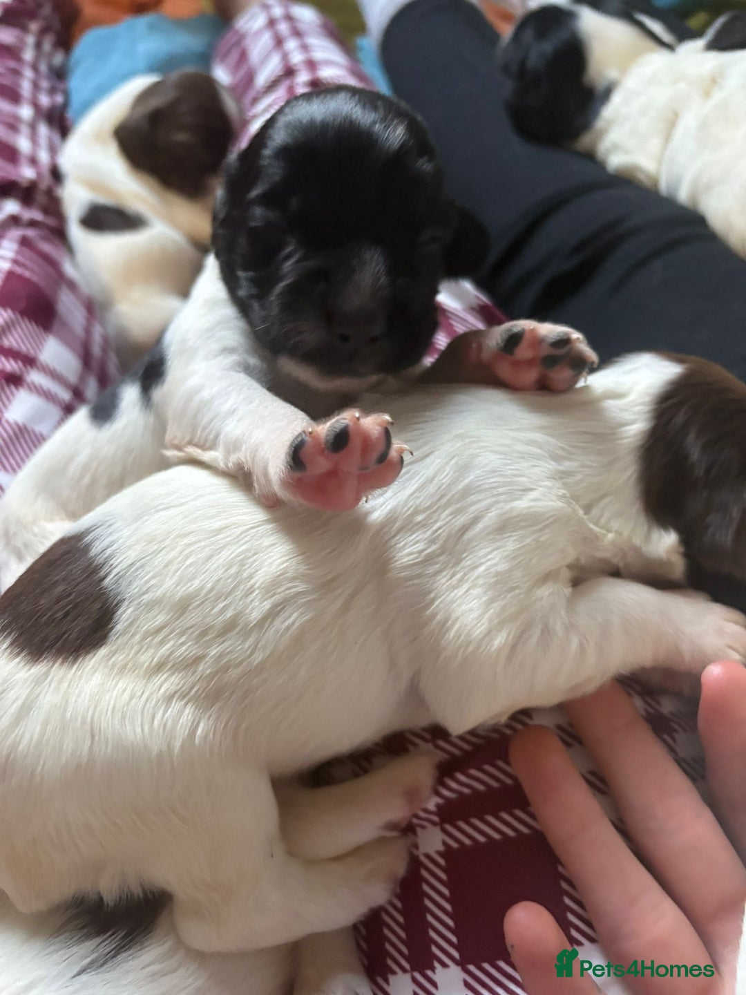 English Springer Spaniel dogs for sale: English springer spaniel puppies  - Image 3