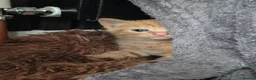 Mixed Breed cats for sale: Very Rare Female Ginger Kitten - Advert 4