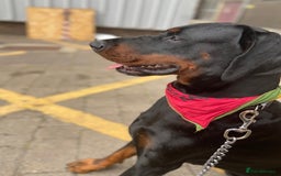 Dobermann dogs for sale: Caine - Image 4