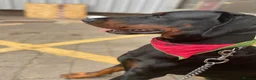 Dobermann dogs for sale: Caine - Advert 4