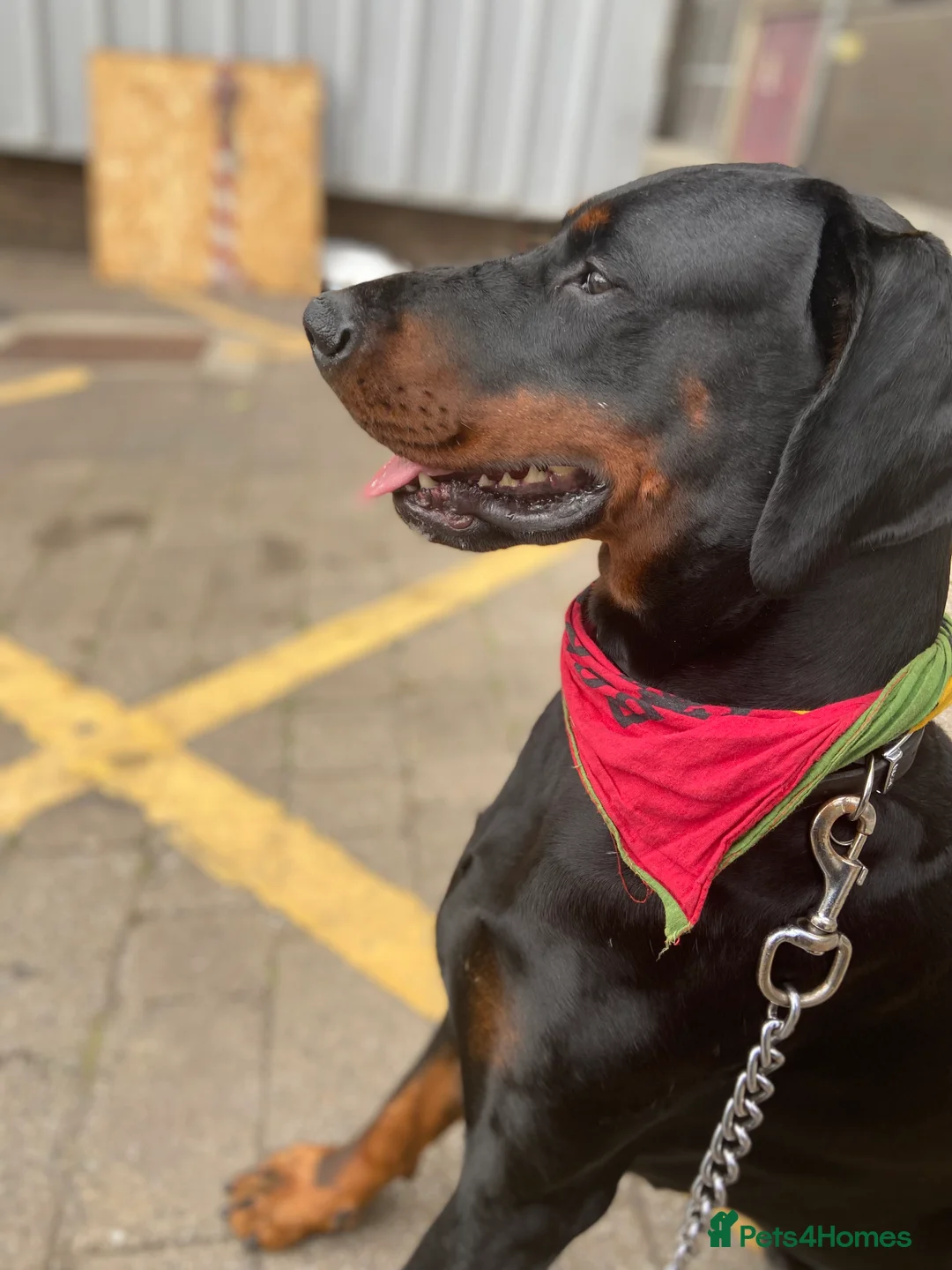 Dobermann dogs for sale: Caine - Advert 4
