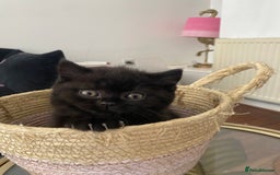 British Shorthair cats for sale: Beautiful British Short Hair Kittens in Coventry - Image 12