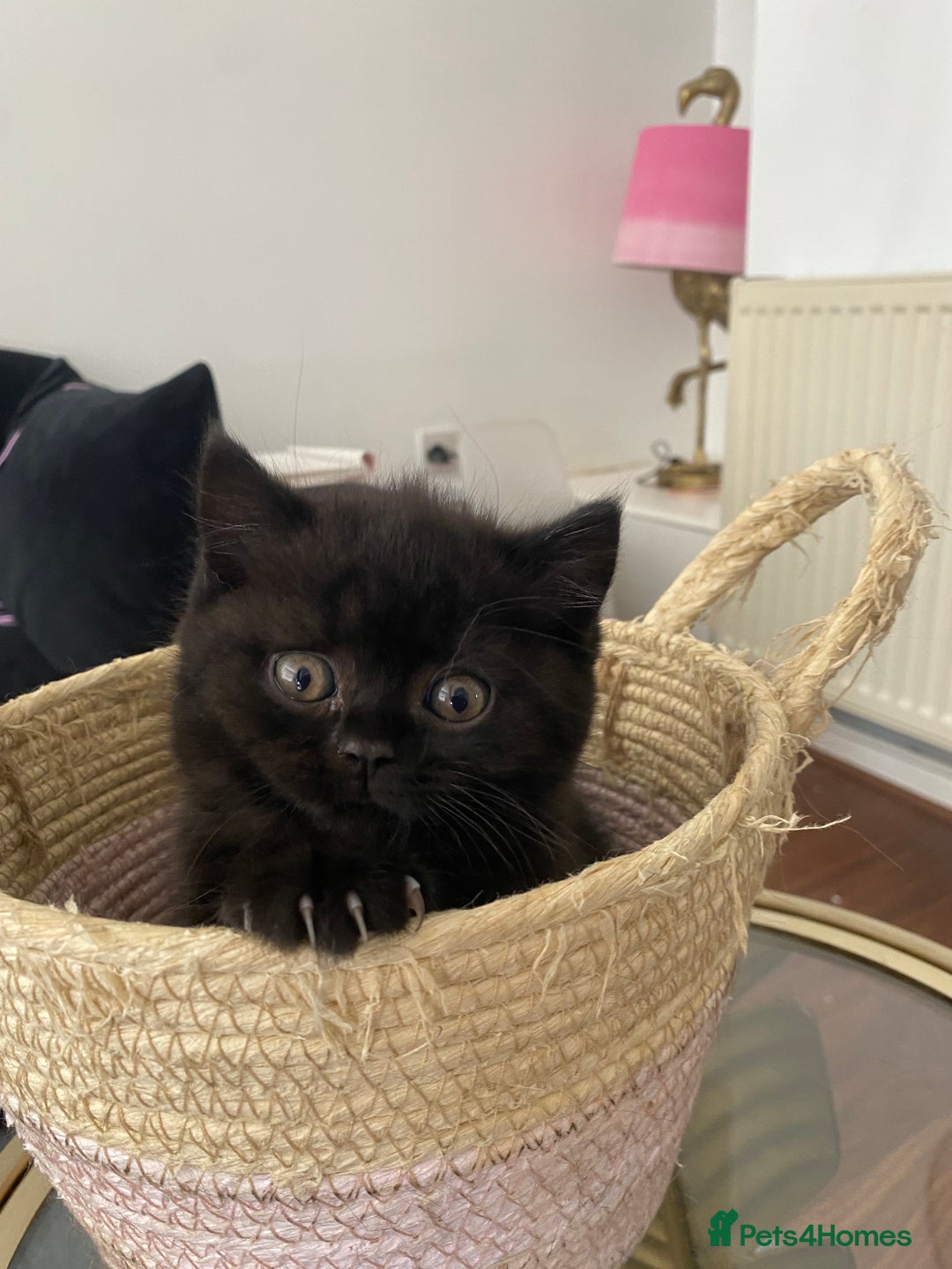 British Shorthair cats for sale: Beautiful British Short Hair Kittens in Coventry - Image 12
