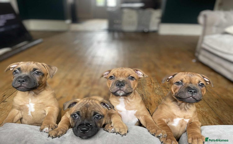 Staffordshire Bull Terrier dogs - Advert 2