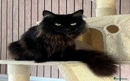 Maine Coon cats for sale: 2 year old mainecoon FEMALE - Image 3
