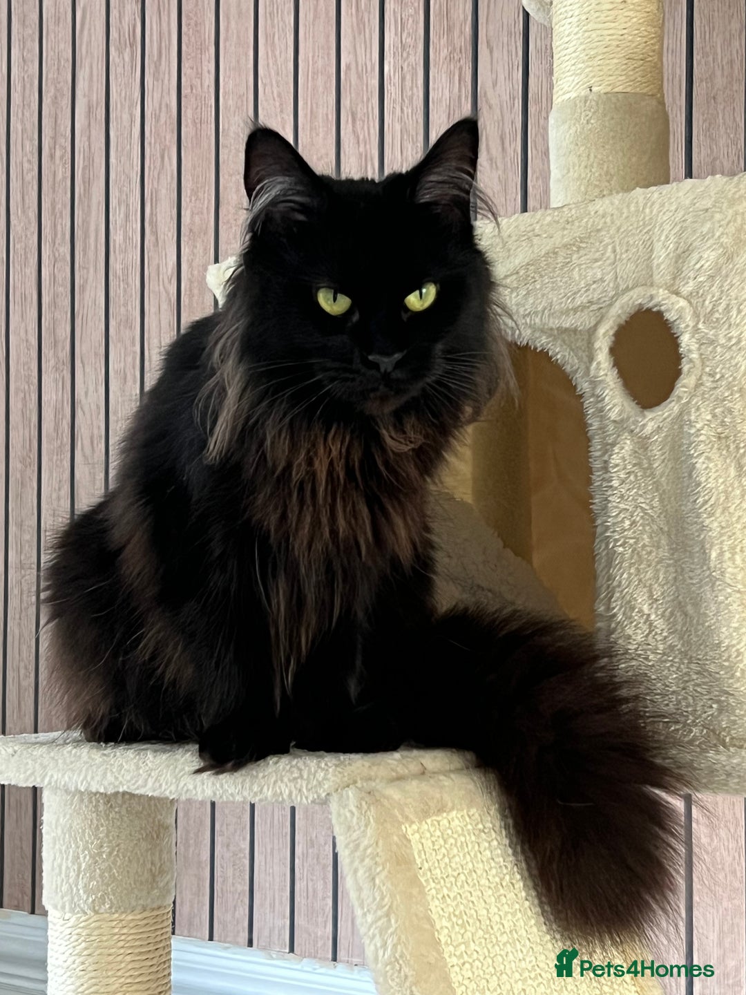 Maine Coon cats for sale: 2 year old mainecoon FEMALE - Image 3