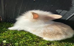 Mini Lion Lop rabbits for sale: Male rabbits ready now  - Advert 7