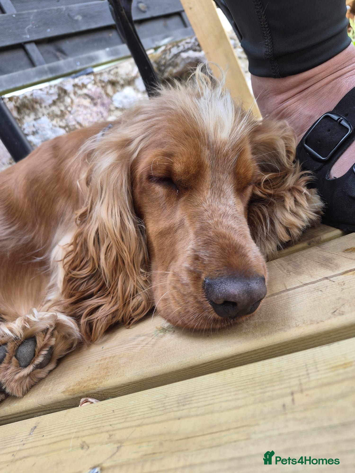 Cocker Spaniel dogs Cocker spaniel pup - Advert 1