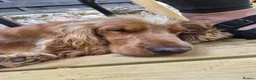 Cocker Spaniel dogs for sale: Cocker spaniel pup in Newton Abbot - Advert 1