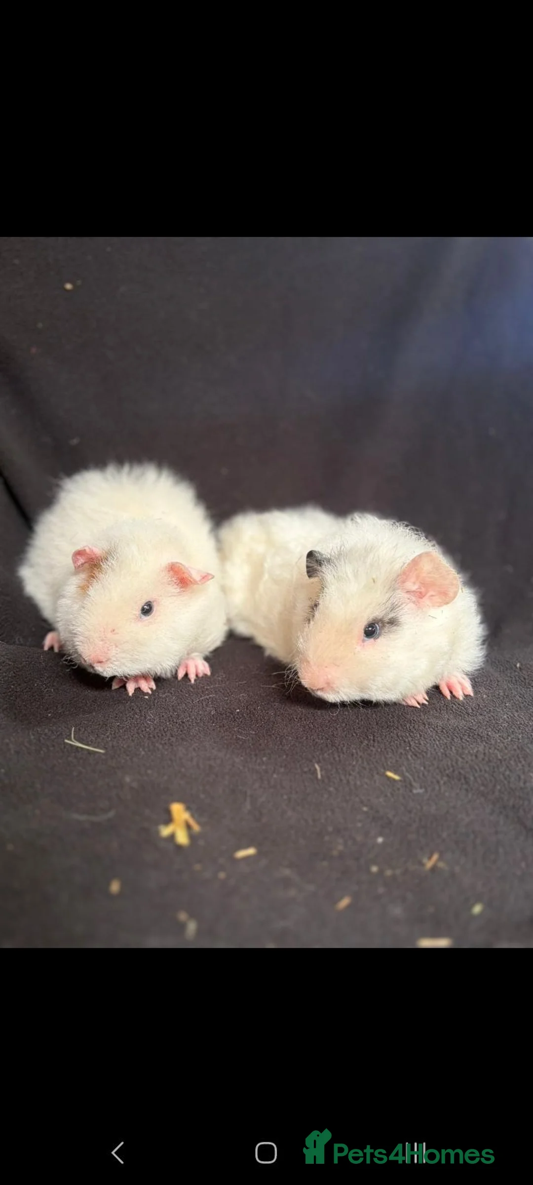 Guinea Pig rodents for sale: 2 x male guinea pig  in Tamworth - Advert 4