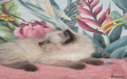Ragdoll cats for sale: GCCF REGISTERED RAGDOLL KITTENS available septembe - Image 15