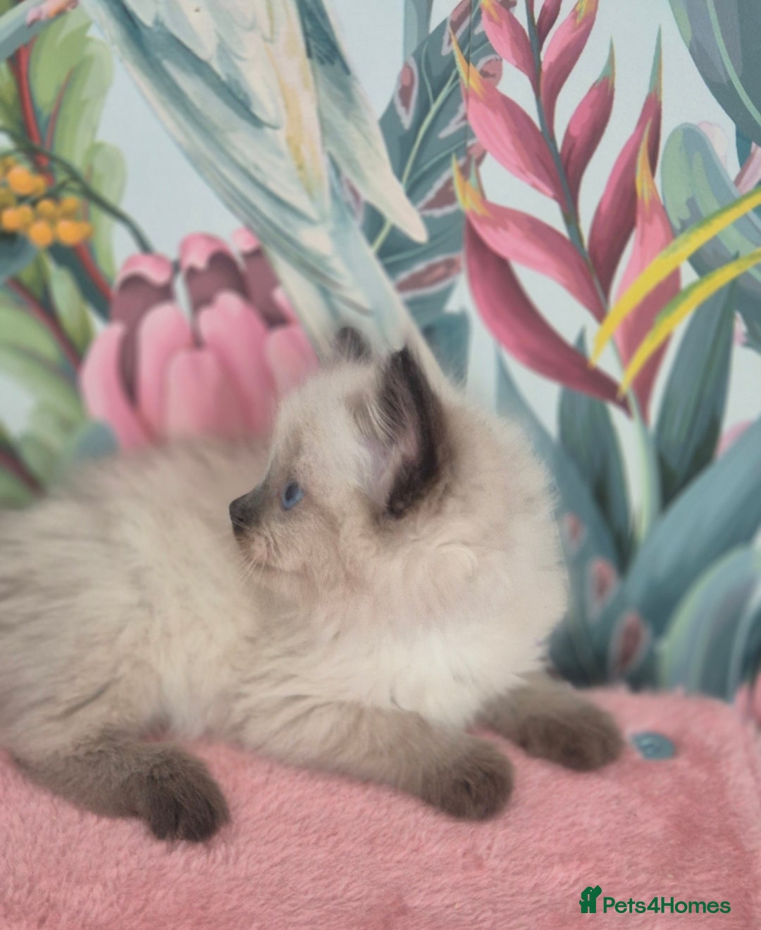 Ragdoll cats for sale: GCCF REGISTERED RAGDOLL KITTENS available septembe - Image 15